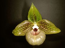 Paphiopedilum malipoense Orchi 01.jpg
