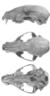 Raccoons of North & Middle America (1950) P. l. litoreus.png