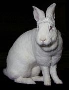 Géant blanc du Bouscat femelle 2.jpg