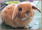 Sawyerbun1.jpg