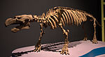 Dans l'ombre des dinosaures - Pezosiren - 016.jpg