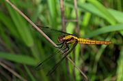 Orthetrum triangulare by Rohit George.jpg