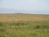 A seeded field