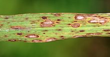 Cochliobolus miyabeanus.jpg