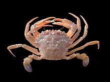 Liocarcinus depurator.jpg