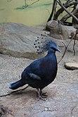 Free Roaming In the Aviary of Toledo Zoo.jpg