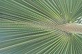 Latania lontaroides kz04.jpg