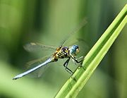 Orthetrum abbotti 007672-2.jpg
