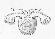 Hydromyles globulosa.jpeg