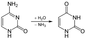 Deamination of cytosine to uracil.