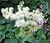 Filipendula ulmaria10.jpg