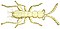 Zorotypus guineensis (white background).jpg