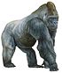 Gorila de llanura occidental. Gorilla gorilla - Blanca Martí de Ahumada (white background).jpg