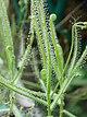 Drosera finlaysoniana.jpg