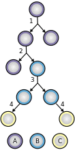 Stem cell division and differentiation