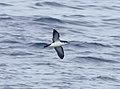 NEWELL'S SHEARWATER (4-27-2018) holo-holo boat, coast and lehua island, out of port allen, kauai co, hawaii - (2) (41352713635).jpg
