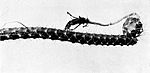 Selenicereus nelsonii.jpg