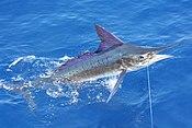 Stripe marlin right off the coast of Carrillo.jpg