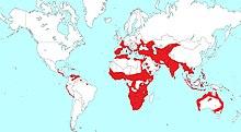Burhinidae range.jpg