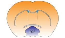 Mouse Preoptic Area.pdf