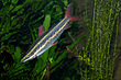 Anostomus anostomus, striped headstander.jpg