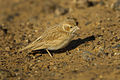Desert Lark - Marocco 07 3548 (16761239189).jpg