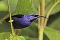 Purple honey creeper (Cyanerpes caeruleus longirostris) male.jpg