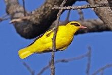 African golden oriole (Oriolus auratus notatus).jpg