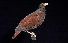 Naturalis Biodiversity Center - ZMA.AVES.56900 - Didunculus strigirostris Jardine, 1845 - Columbidae - skin specimen.jpeg
