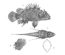Scorpaena Stokesii (Discoveries in Australia).jpg
