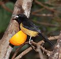 Icterus oberi -London Zoo, England-8a.jpg