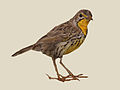 Pangani Longclaw specimen RWD.jpg