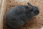 Enderby Island Rabbit.jpg