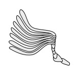 Insect-antenna lamellate.svg