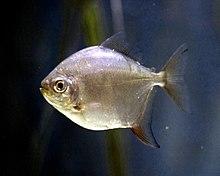 Silver dollar - Metynnis argenteus.jpg