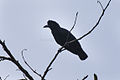 Amazonian Umbrellabird fem - Manu NP 8291 (16834437801).jpg