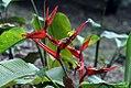 Heliconia tortuosa 0zz.jpg