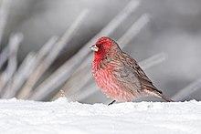Streaked Rosefinch.jpg
