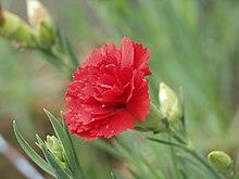 W carnation4051.jpg