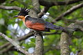 Chestnut-winged Cuckoo in Singapore, Dec 2012, by William Lee.jpg