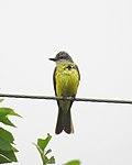 Couch's Kingbird (14104331405).jpg