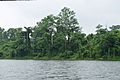 Forest Deep Dumboor Lake.jpg