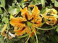 LiliumRosthorniiFlora.jpg