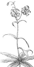 Lilium debile (Drawing).jpg