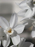 Narcissus papyraceus-Jerusalem-3.jpg