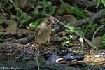 Indigo Bunting (female) Sabine Woods High Island TX 2018-04-26 12-50-48 (41371613394).jpg