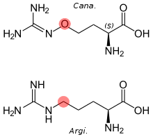 Side-by-side comparison of the structures of canavanine and arginine, with the difference highlighted