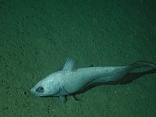 CoryphaenoidesLeptolepis.jpg