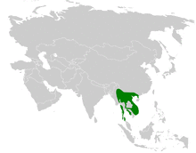 Iole propinqua distribution map.png