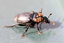 Burying beetle with Poecilochirus mites
